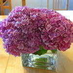 Random: My Hydrangea Plant