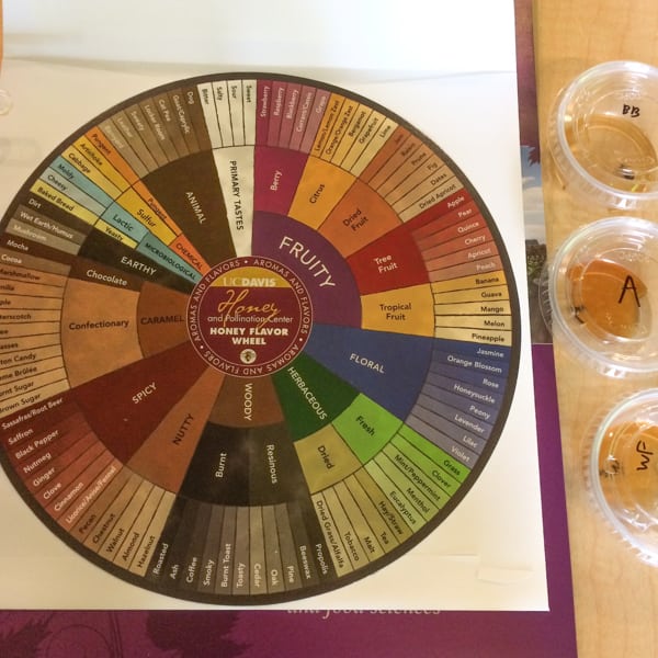 Honey tasting wheel and cups of honey.