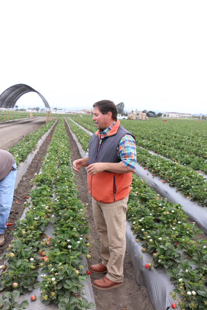 California strawberry farm tour.