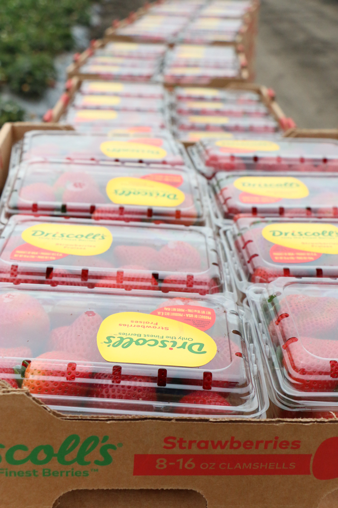 Boxes of strawberries at a strawberry farm.