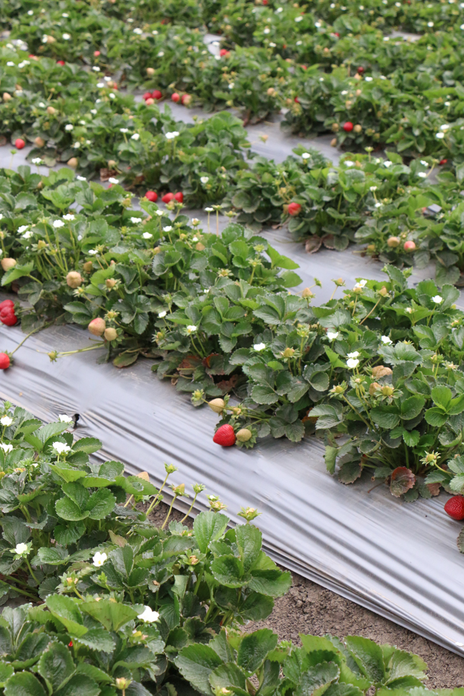 Rows of strawberries at a strawberry farm.