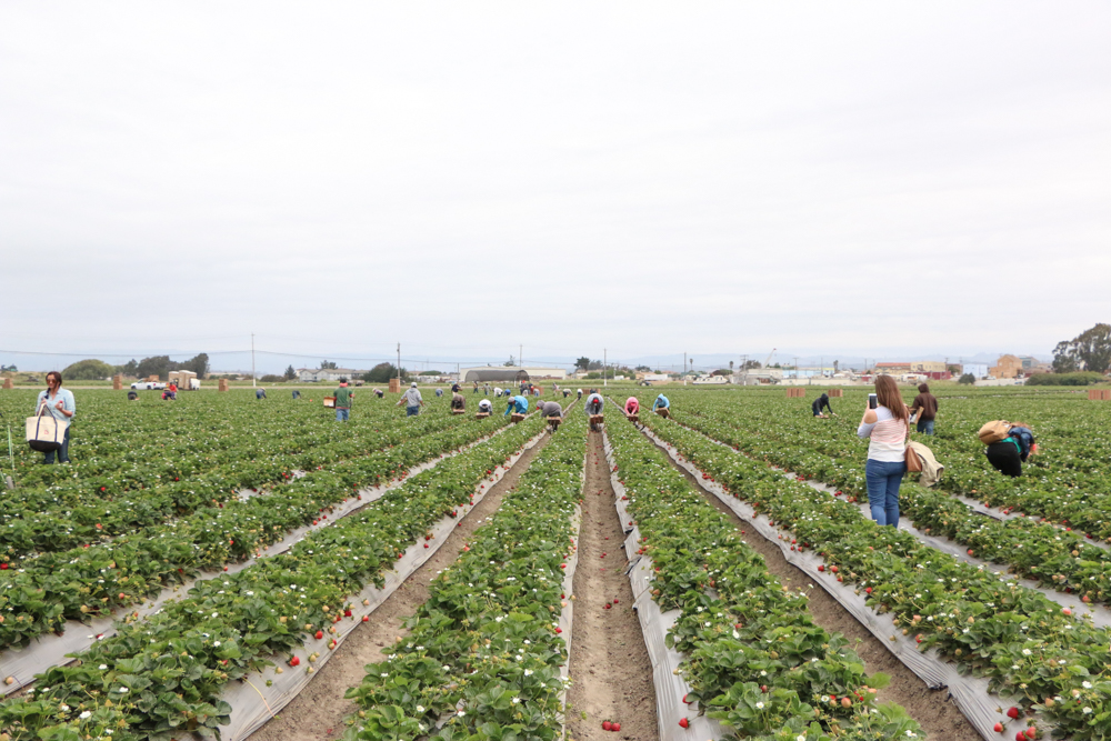 Touring a strawberry farm.