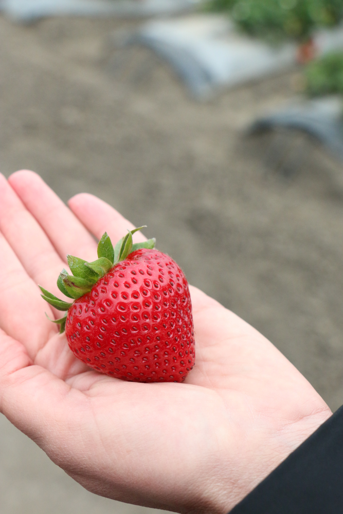 A hand holding a strawberry.