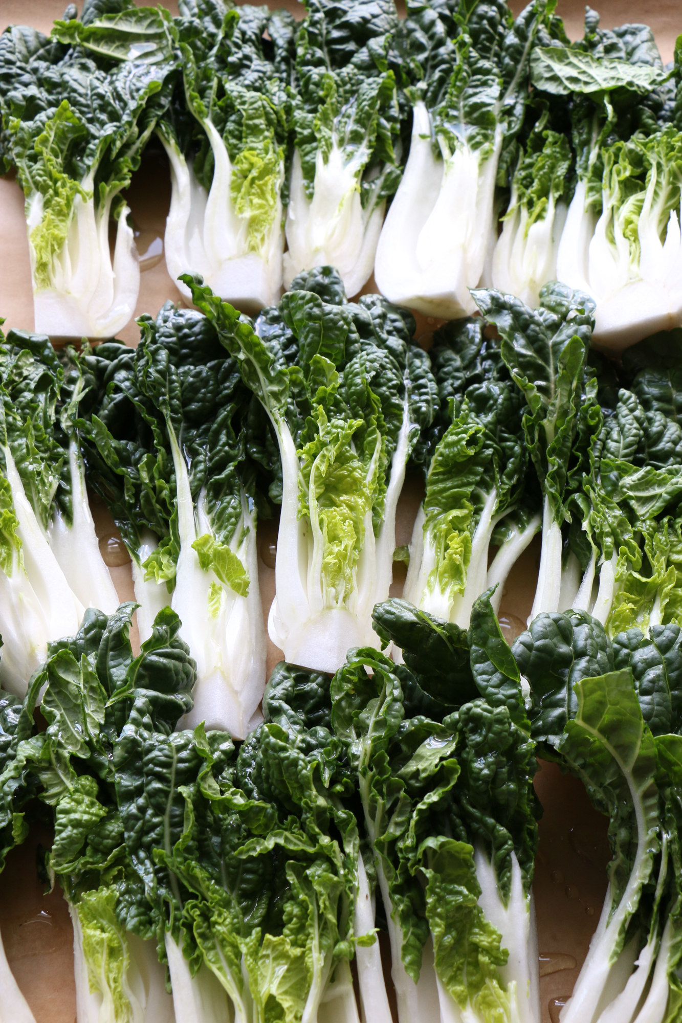 bok choy